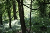 Linton Common Woodlands